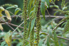 Buddleja asiatica